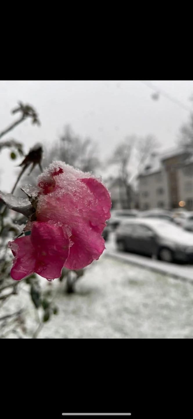 Fotografie einer pinken, leicht schneebedeckten Rose, im Hintergrund unscharf eine eingeschneite Stadtlandschaft zu sehen
